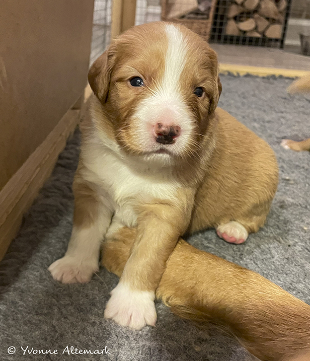 19 days old